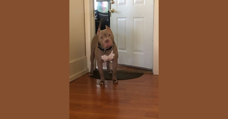 Giannis, an American Bully tested with EmbarkVet.com