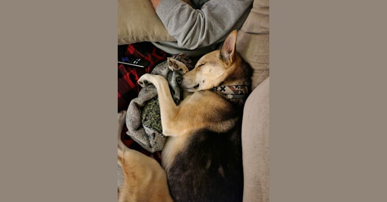 Max, a German Shepherd Dog and Alaskan Malamute mix tested with EmbarkVet.com