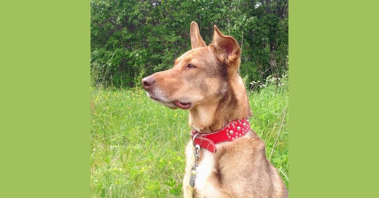 Bono, a German Shepherd Dog and West Siberian Laika mix tested with EmbarkVet.com
