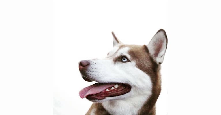 Felix, a Siberian Husky and Alaskan Malamute mix tested with EmbarkVet.com