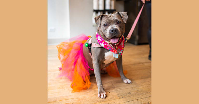 Stevie Nicks, an American Staffordshire Terrier tested with EmbarkVet.com