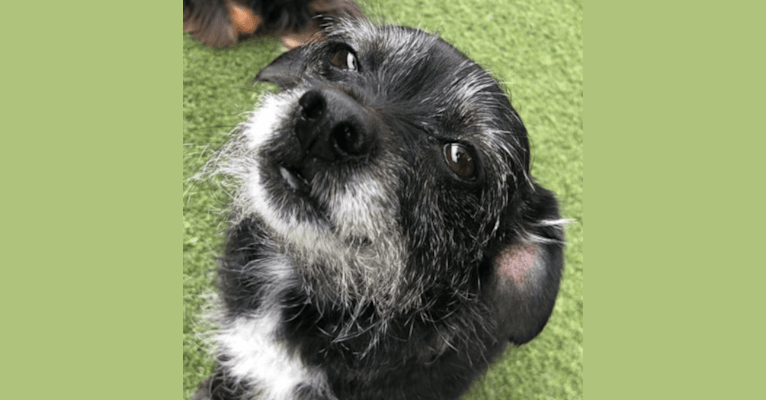 Marcy, a Chihuahua and Cocker Spaniel mix tested with EmbarkVet.com