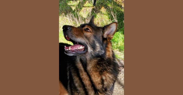 MUKKI, a German Shepherd Dog and Siberian Husky mix tested with EmbarkVet.com