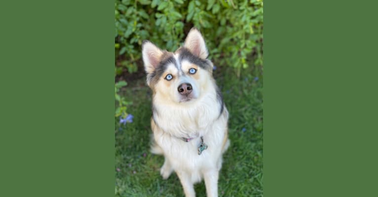 Photo of Stevie, a Siberian Husky, Pomeranian, and American Eskimo Dog mix