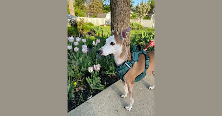 Patches, an Italian Greyhound tested with EmbarkVet.com