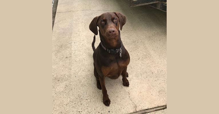 Minerva, a Doberman Pinscher and Golden Retriever mix tested with EmbarkVet.com