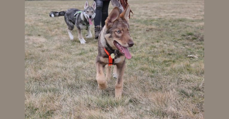 Kira, a German Shepherd Dog and Siberian Husky mix tested with EmbarkVet.com