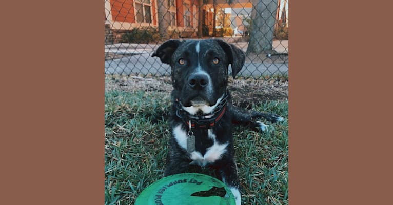 Photo of Leo, an American Pit Bull Terrier, American Staffordshire Terrier, and Mixed mix in Hale County Animal Shelter, Correction Drive, Greensboro, AL, USA