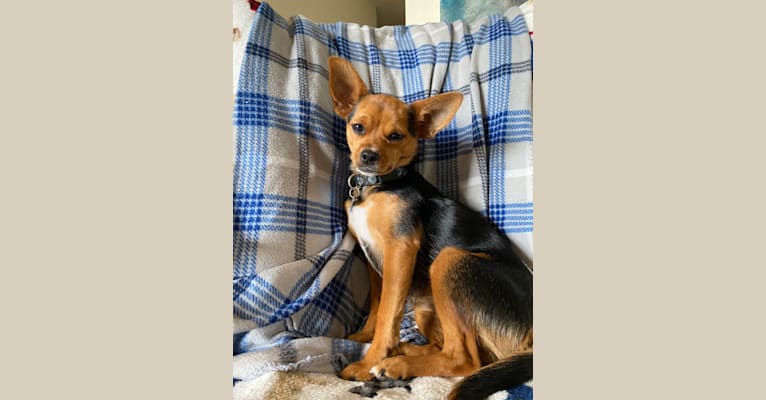Lucy Bemi Fox, a Yorkshire Terrier and Chihuahua mix tested with EmbarkVet.com