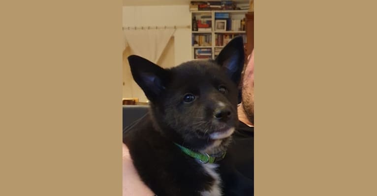 Coco, a Canaan Dog tested with EmbarkVet.com