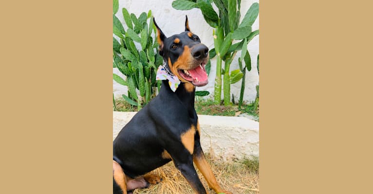 Photo of Castiel, a Doberman Pinscher, Rottweiler, and German Shepherd Dog mix in Camuy, Puerto Rico