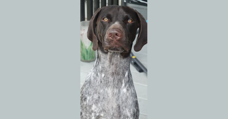 Duchess, a German Shorthaired Pointer tested with EmbarkVet.com