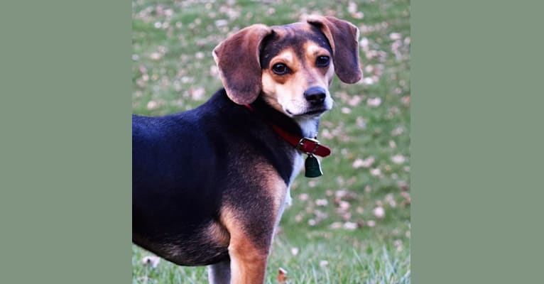 Embark Dog DNA Test Breed