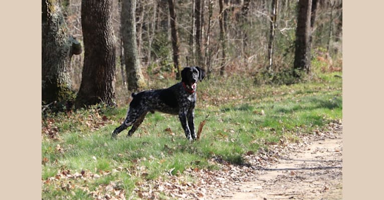 Photo of Oscar, a German Shorthaired Pointer, German Wirehaired Pointer, Brittany, and Munsterlander (Small) mix in Paris, Île-de-France, France