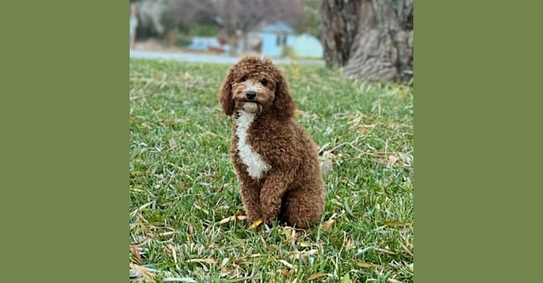 Barkley, a Poodle (Small) tested with EmbarkVet.com