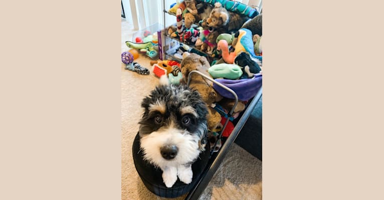 Drake, a Bernese Mountain Dog and Poodle (Small) mix tested with EmbarkVet.com