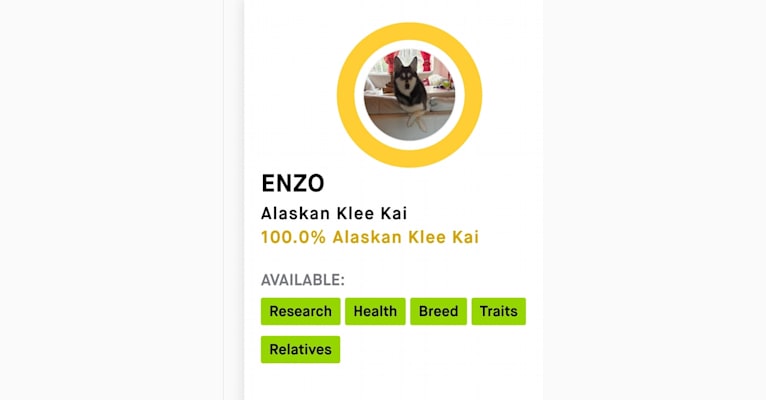 Enzo, an Alaskan Klee Kai tested with EmbarkVet.com
