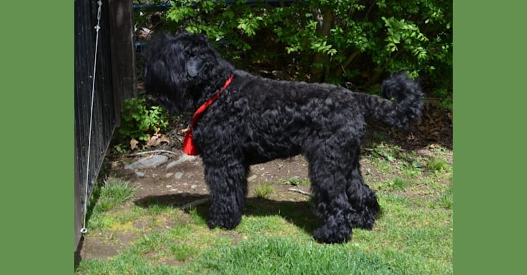 Fiamma, a Black Russian Terrier tested with EmbarkVet.com