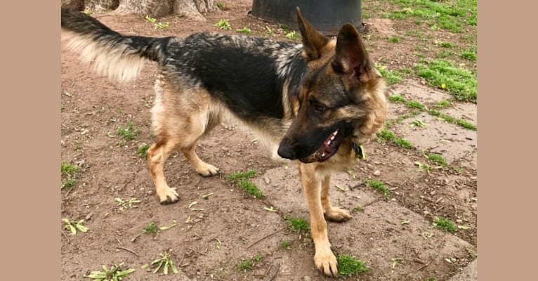 Abbie, a German Shepherd Dog tested with EmbarkVet.com