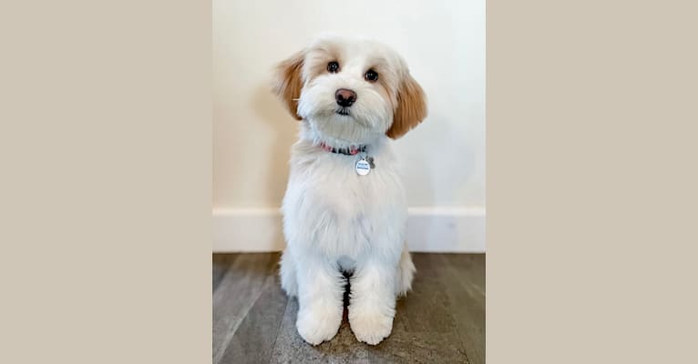 Shasta, a Tibetan Terrier tested with EmbarkVet.com