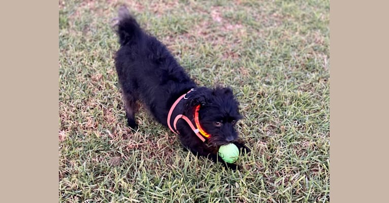 Photo of Toshi, a Miniature Pinscher, Poodle (Small), Shih Tzu, Chihuahua, Yorkshire Terrier, Dachshund, and Mixed mix in Santa Barbara, California, USA