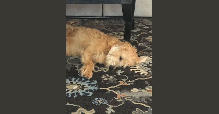 Luna, a Labradoodle tested with EmbarkVet.com