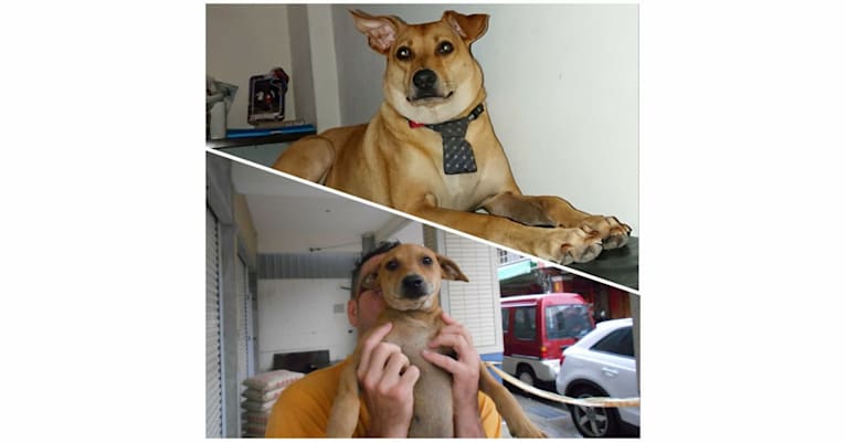 Louie, a Formosan Mountain Dog tested with EmbarkVet.com