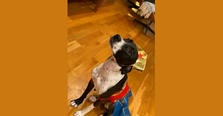 Photo of Ada, an American Pit Bull Terrier and Labrador Retriever mix in Alabama, USA