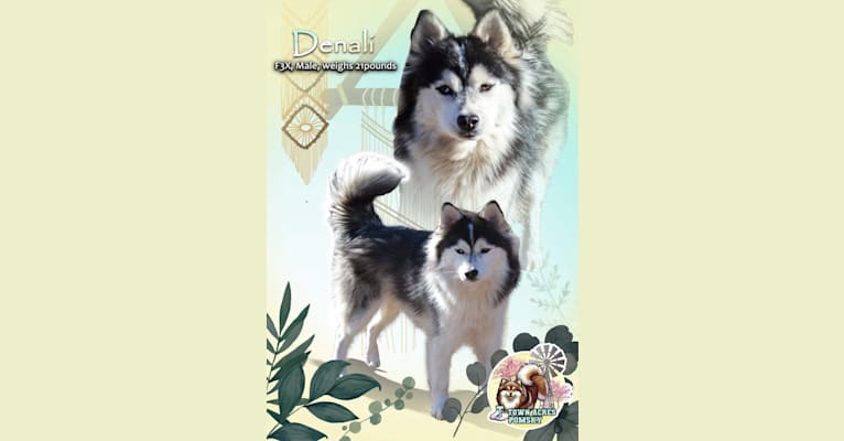 Denali, a Pomeranian and Siberian Husky mix tested with EmbarkVet.com