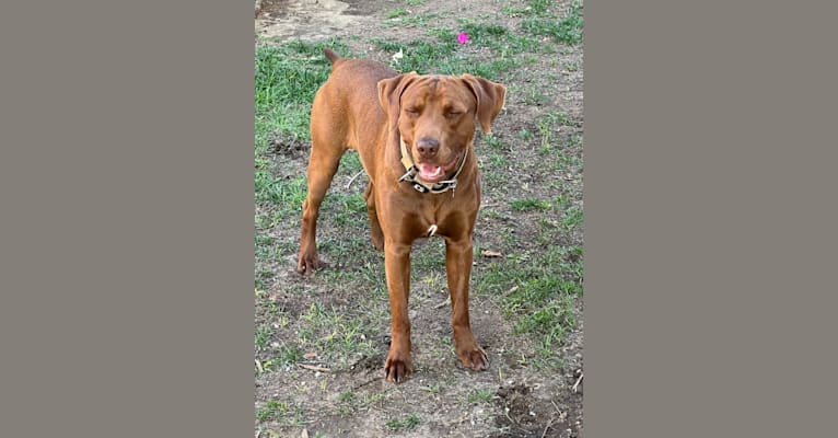 Kingston, a Weimaraner and Labrador Retriever mix tested with EmbarkVet.com