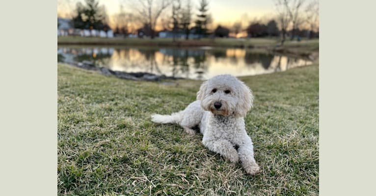 Lykeable Farm’s Rosa Dulce, a Goldendoodle tested with EmbarkVet.com