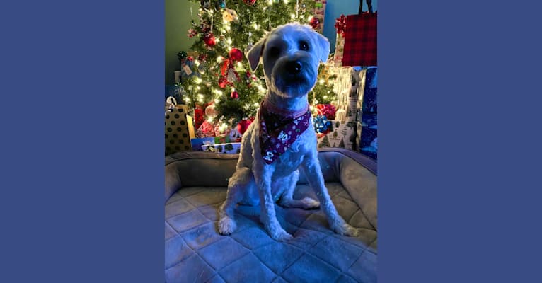 Photo of Lily, a Soft Coated Wheaten Terrier  in Missouri, USA