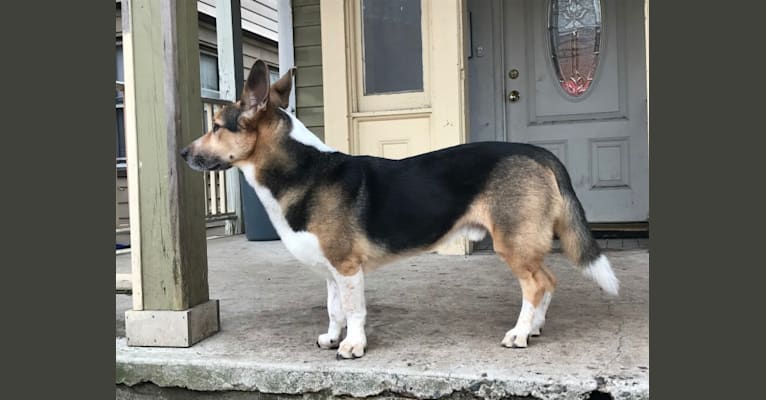 Indiana, a German Shepherd Dog and Mountain Cur mix tested with EmbarkVet.com