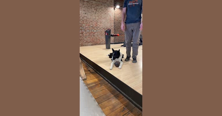 Dumaw Oakenshield, a Karelian Bear Dog tested with EmbarkVet.com