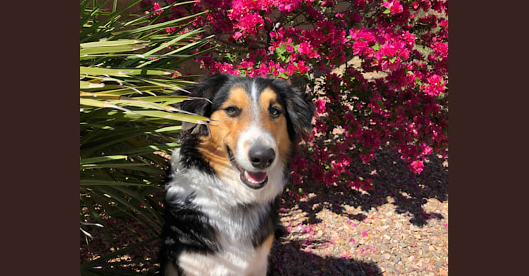Mischief Managed, a Collie (Scottish-Type) tested with EmbarkVet.com