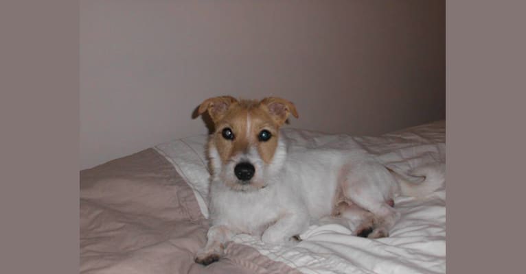 ALFIE, a Russell-type Terrier and Welsh Terrier mix tested with EmbarkVet.com