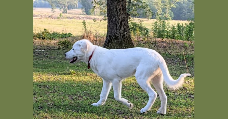 Ammy, a Maremma Sheepdog tested with EmbarkVet.com