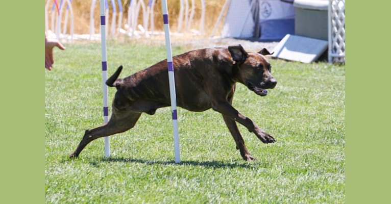 Camo, a Boxer and Labrador Retriever mix tested with EmbarkVet.com