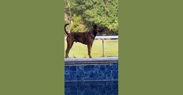Buddy, an American Pit Bull Terrier and Doberman Pinscher mix tested with EmbarkVet.com