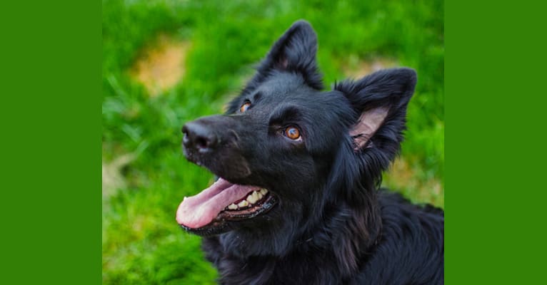 Evie, a German Shepherd Dog tested with EmbarkVet.com