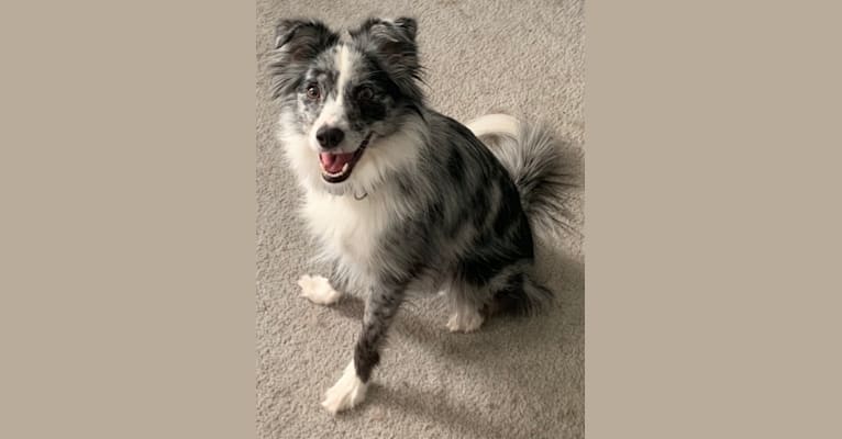 Australian shepherd mixed outlet with american eskimo