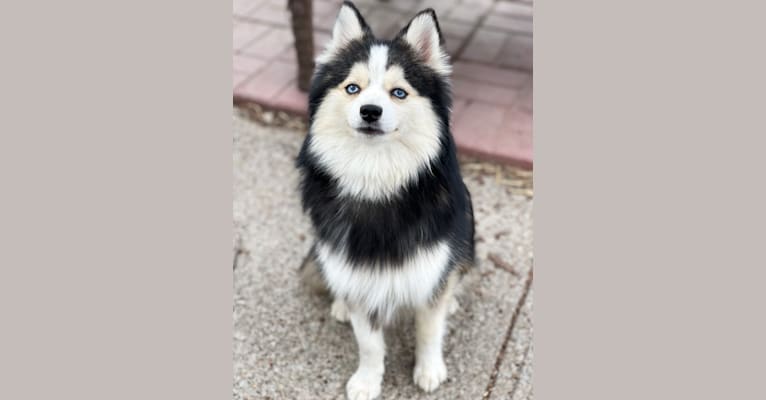 Trippy, a Pomsky tested with EmbarkVet.com