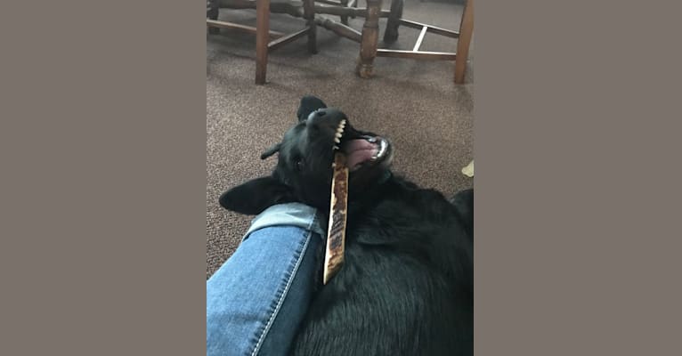 Care Bear Ross, a Labrador Retriever and Australian Cattle Dog mix tested with EmbarkVet.com