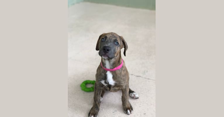 Nalu, a Labrador Retriever and American Pit Bull Terrier mix tested with EmbarkVet.com