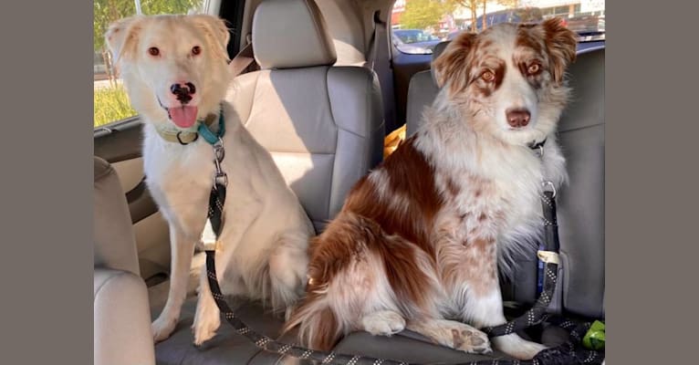 Embark Dog DNA Test Breed