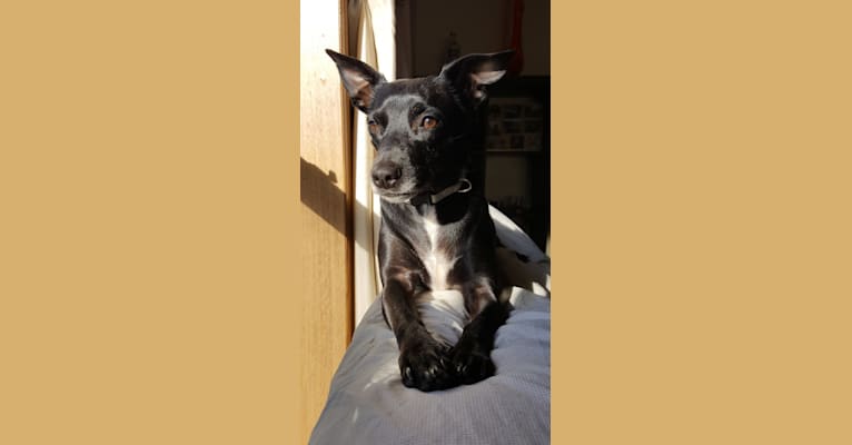 PJ, a Russell-type Terrier and Rat Terrier mix tested with EmbarkVet.com