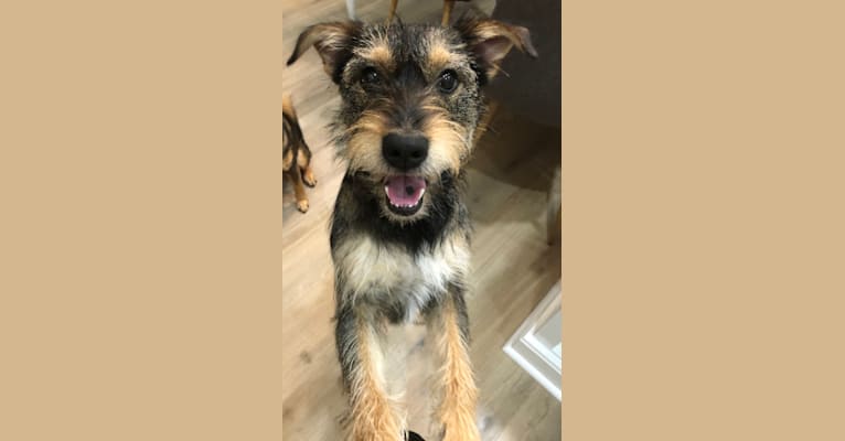 Australian terrier schnauzer mix sales