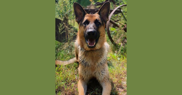Photo of Jonas, a German Shepherd Dog  in Honey Brook, PA, USA