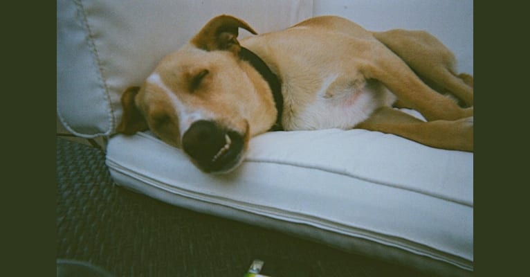 Finch, a Labrador Retriever and German Shepherd Dog mix tested with EmbarkVet.com