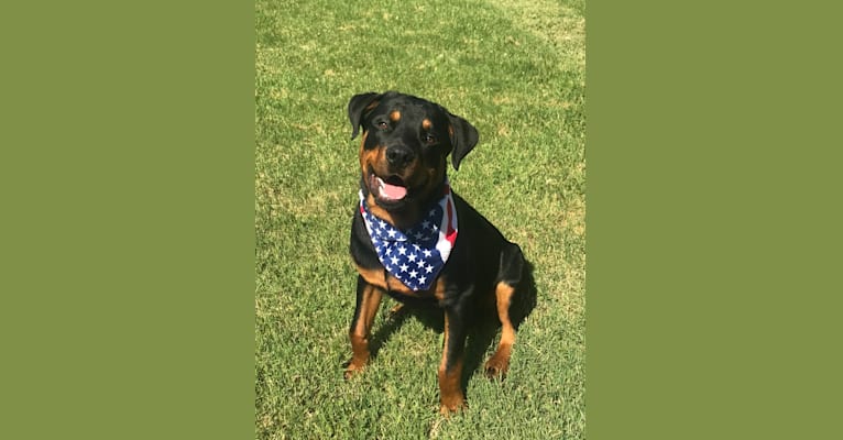 Jasper, a Rottweiler tested with EmbarkVet.com
